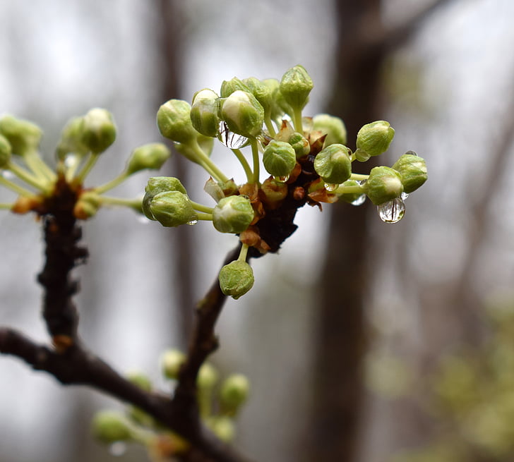 regn-vått kirsebærtre blomstrer knopper, viser hvit, om å åpne, regn-vått, regndråpe, bud, Blossom