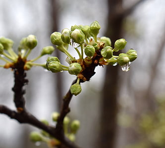 regn-vått körsbärsblom knoppar, visar vita, på att öppna, regn-vått, regndroppe, knopp, Blossom