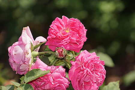 τριαντάφυλλο, ΜΜΚ, Ισαάκ pereire, Rosaceae, κόκκινο, Βιολέτα, άνθος