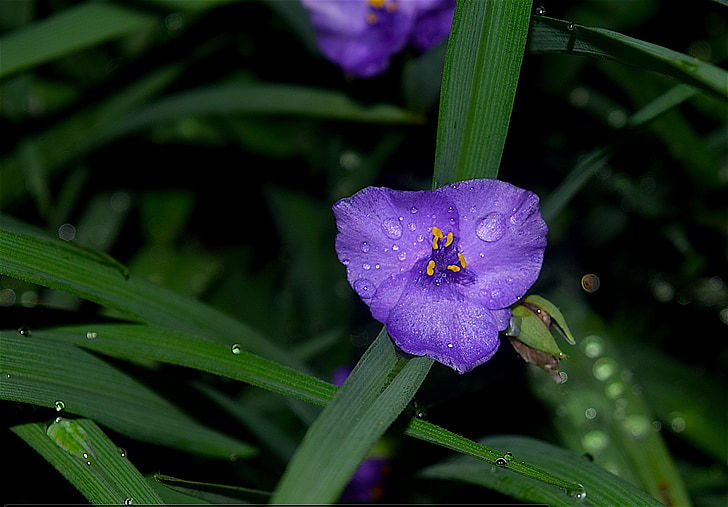 flor morada, Rocío, lluvia, verde, jardín, púrpura, macro