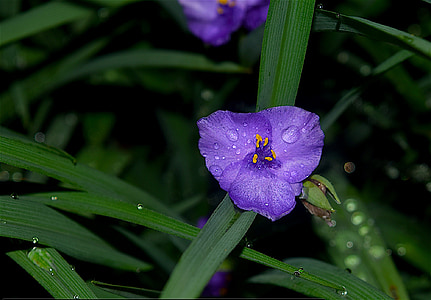 purple flower, dew, rain, green, garden, purple, macro