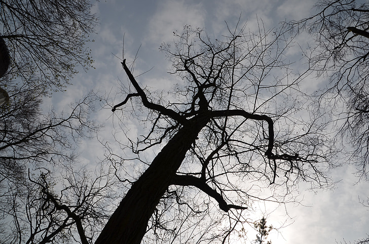 cây, Silhouette, thẩm Mỹ, chi nhánh, cloudiness