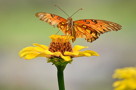 papallona, flor, planta, natura, groc, insecte, papallona - insecte