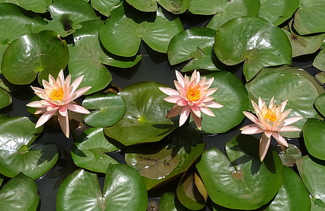 flower, nymphaea colorado, peach glow, nymphaeaceae, lily, pond, water