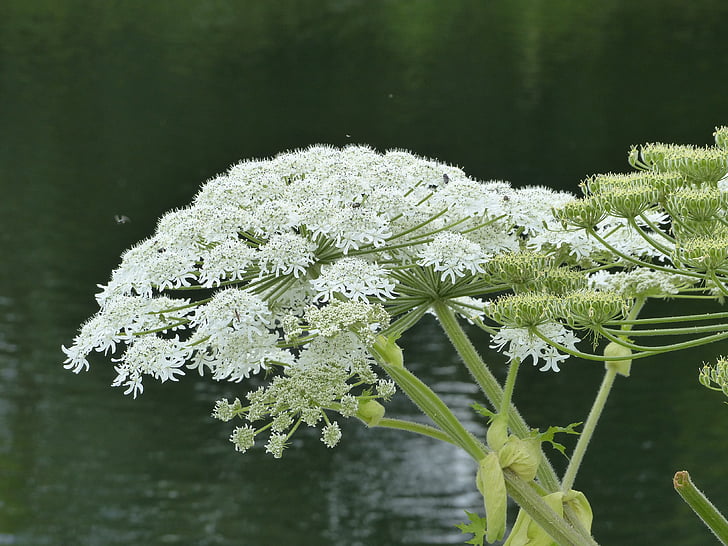 común hogweed, planta acuática, Lago