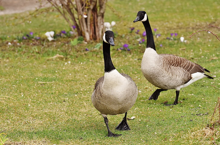 wild geese, poultry, pair, couple, grey geese, nature, feather