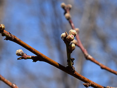 peach blossom buds, peach tree, bud, blossom, flower, bloom, spring