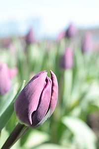 Tulipa, roxo, flor, flor, Primavera, flores, Violet
