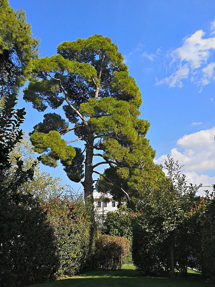 pine tree, trees, tall trees, green, greenwood, blue sky, outdoors