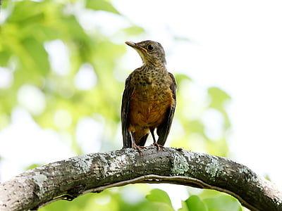 cremosa arancio, uccello, uccello tropicale, colorato, sul ramo, brasiliano, foresta