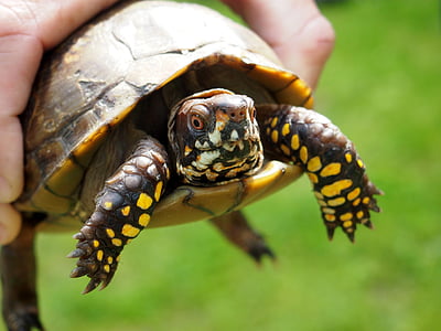 turtle, nature, animal, reptile, tortoise, wildlife, shell