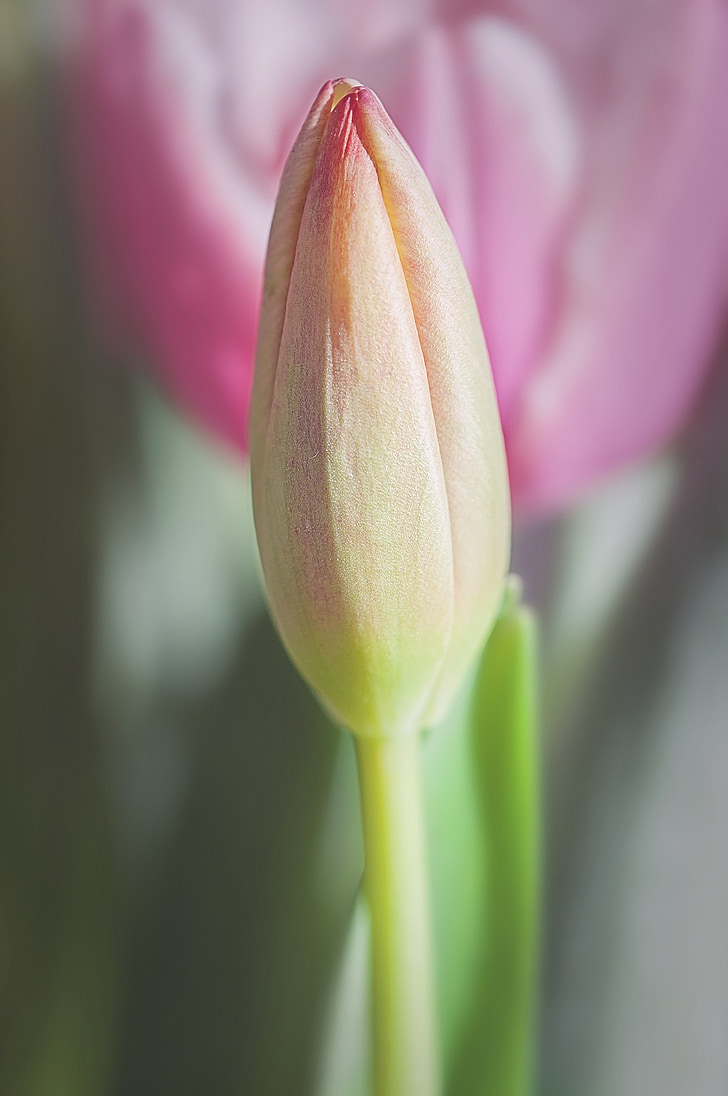 tulip, closed, closed flower, bud, flower, spring flower, schnittblume
