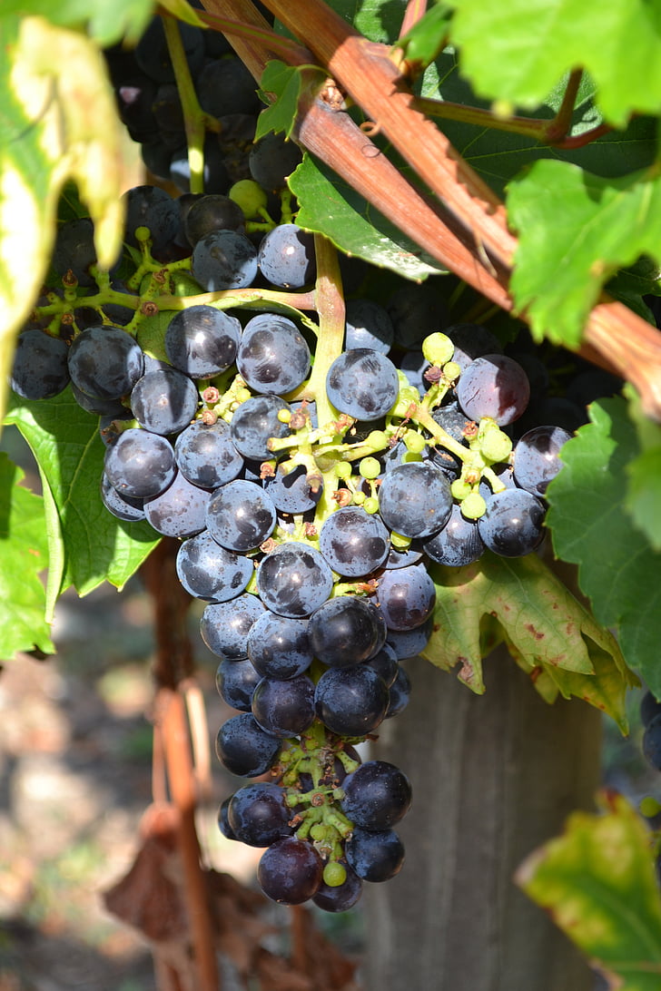 vīnogu, melno vīnogu, vīnogulāju, klastera, vīnogu ķekars, Dordogne, Francija
