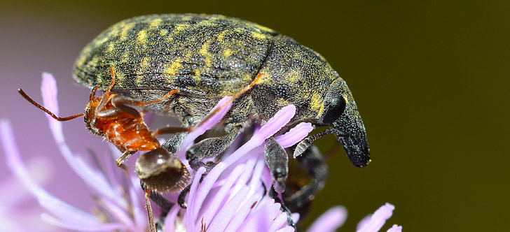 insects, weevil, beetles