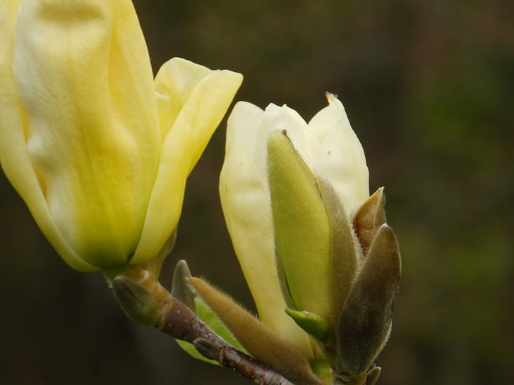 kvet, Magnolia, krém, jar, makro