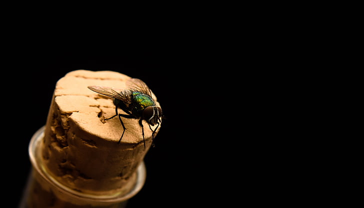 fly, insect, macro, close, flight insect