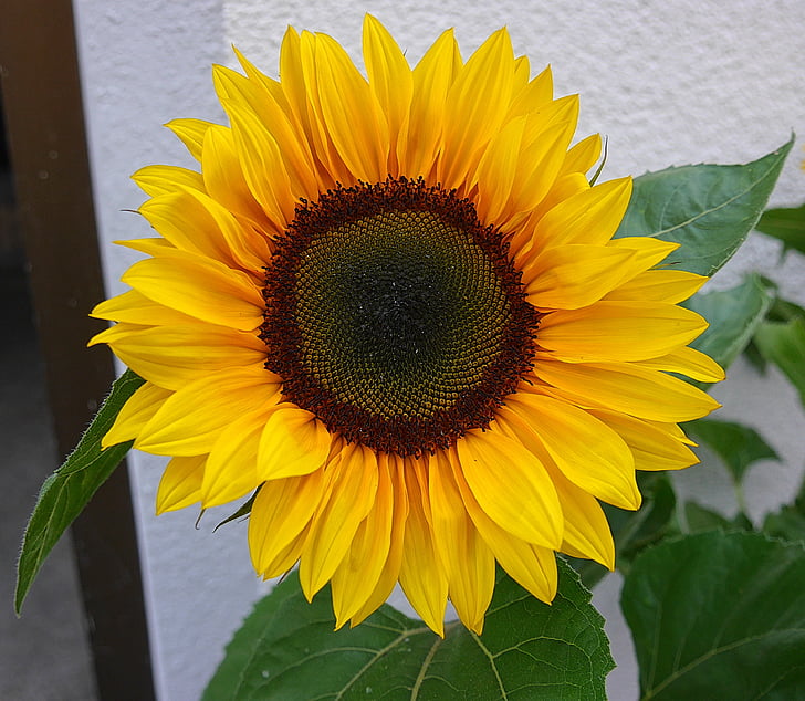 fiore del sole, fiori, giallo