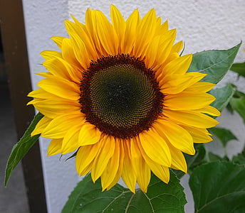 floarea soarelui, flori, galben