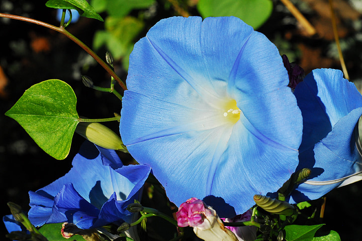 Morning glory, blaue Blume, Natur, Blume, Floral, Botanische, natürliche