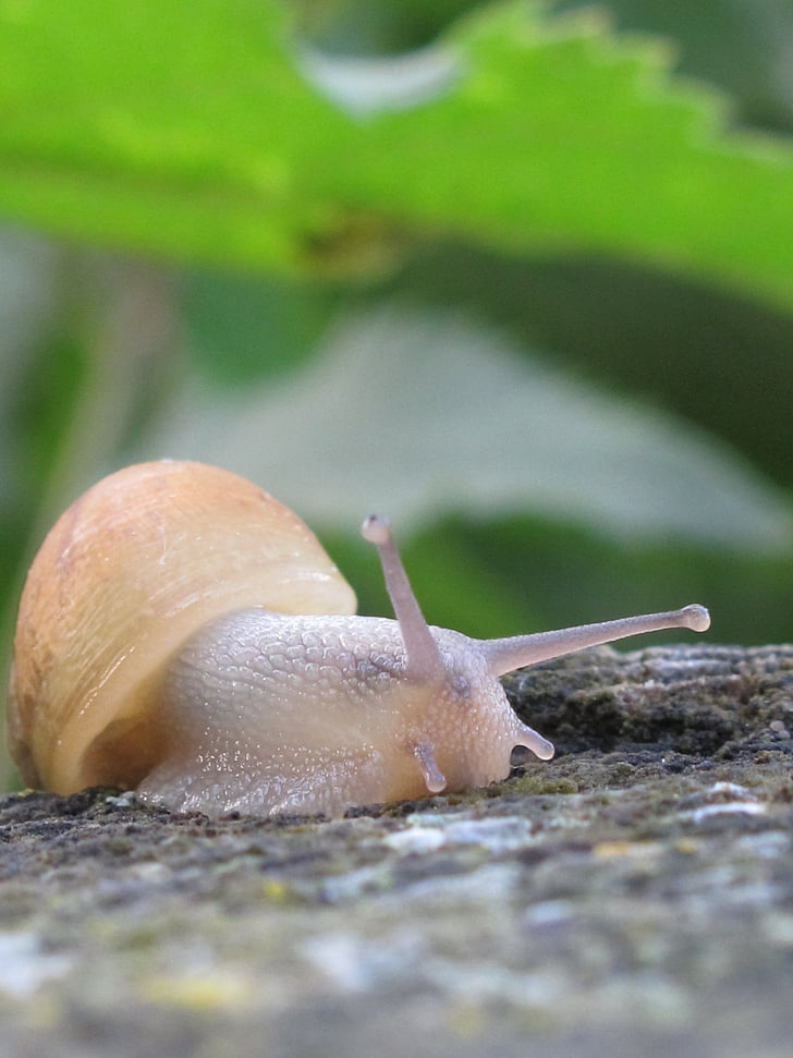 snail, leaf, trunk, nature, animal, green, one animal