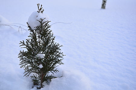 снег, Буш, завод, кустарники зимой, Фрост, живая природа, Природа