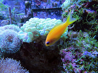 Coral, korallrev, tropiska fiskar, undervattens varelser, i havet, skönhet