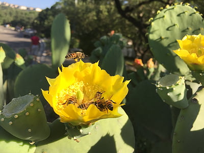 cactus, bloom, macro, bees, yellow