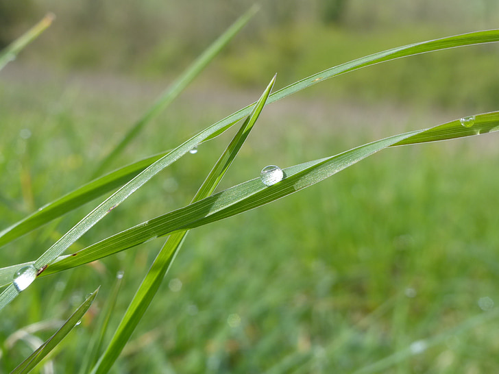 drop, blade of grass, spring rain