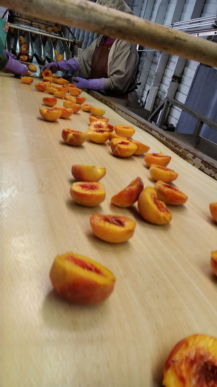 processing, peaches, stone, fruit, tree-ripened, ripe, fuzz