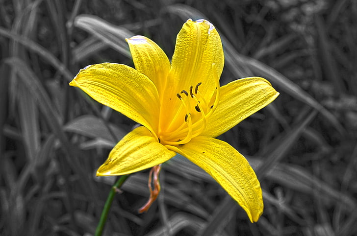 žlutý květ, Příroda, květ, závod, makro, žlutá