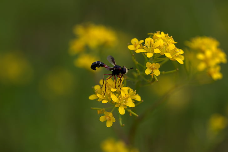 wasp, flower, yellow, petals, nature, wild, insect