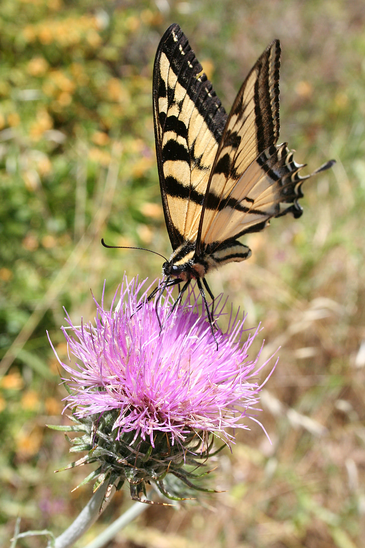 swallowtail, butterfly, purple flower, thistle, vibrant, close-up, nature