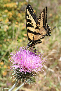 koninginnenpage, vlinder, paarse bloem, Distel, levendige, Close-up, natuur