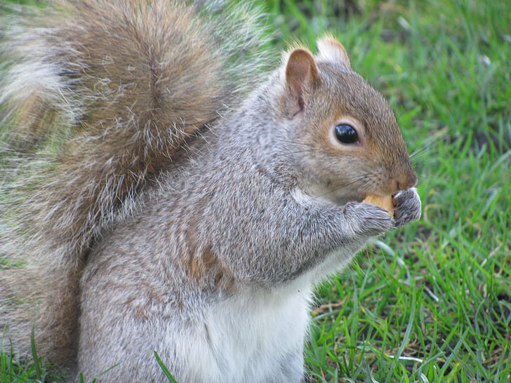 natuur, eekhoorn, Victoria, Beacon hill park, Vancouver island, knaagdier, dier