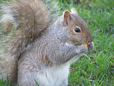 nature, squirrel, victoria, beacon hill park, vancouver island, rodent, animal
