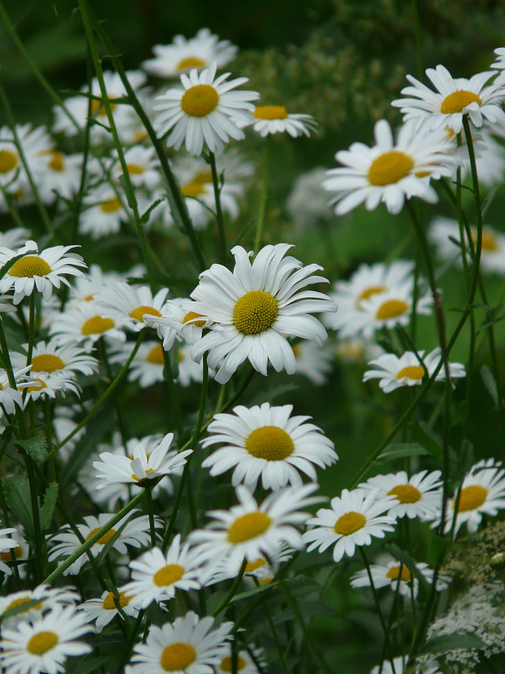 Marguerite, prés margerite, Meadow margerite, grande camomille rémunéré, Blossom, Bloom, blanc