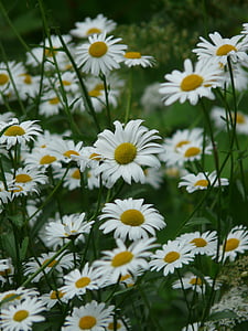 Marguerite, çayır margerite, çayır margerite, ücretli feverfew, çiçeği, Bloom, Beyaz