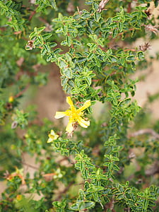 herba de Sant Joan, flor, flor, groc, fulles, irregulars, ondulat