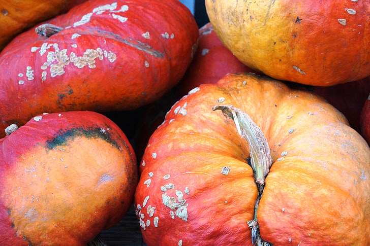 pumpa, hösten, kalebass, Thanksgiving, hösten dekoration, dekorativa, oktober