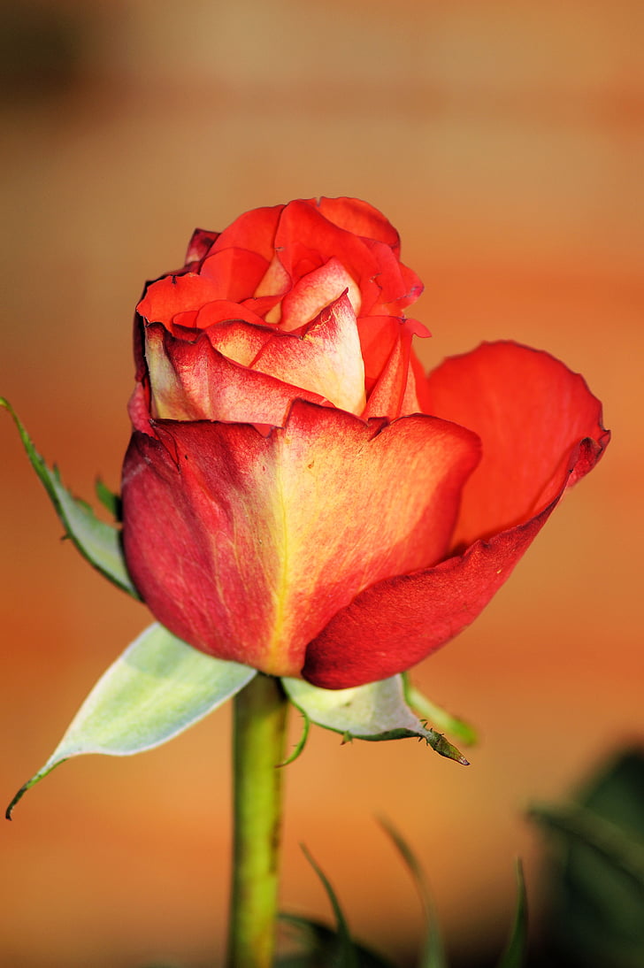 ruža, Crveni, cvijet, cvatu, romantična, ljubav, ljubav