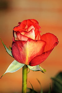 Rosa, vermell, flor, flor, romàntic, l'amor, afecte