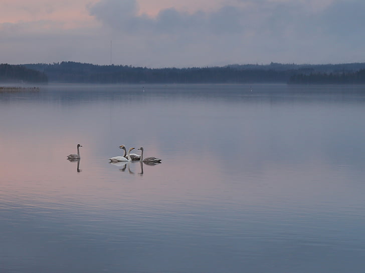 swan, evening, peace, calm, beach, nature, autumn