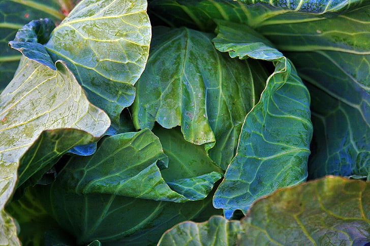 cabbage, head, vegetable, produce, food, leaves, green