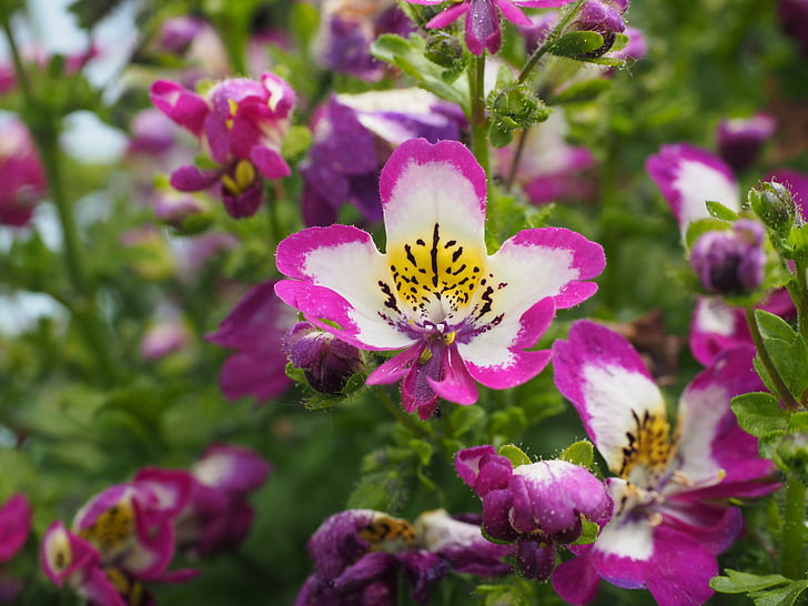 bauernorchidee, flowers, pink, white, yellow, black, ornamental flower