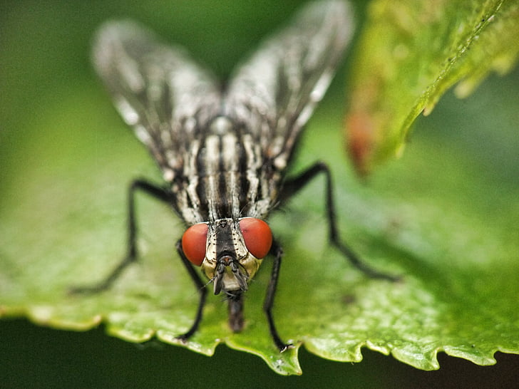 horsefly, manure, farm, fly, insect, nature, smell