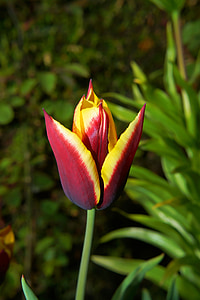 Tulipa, flor, flor, flor, Primavera, Cor, começou cedo