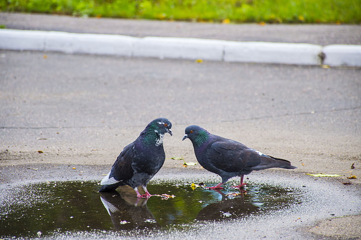 pigeons, amour, oiseaux, été, rue, chaussée