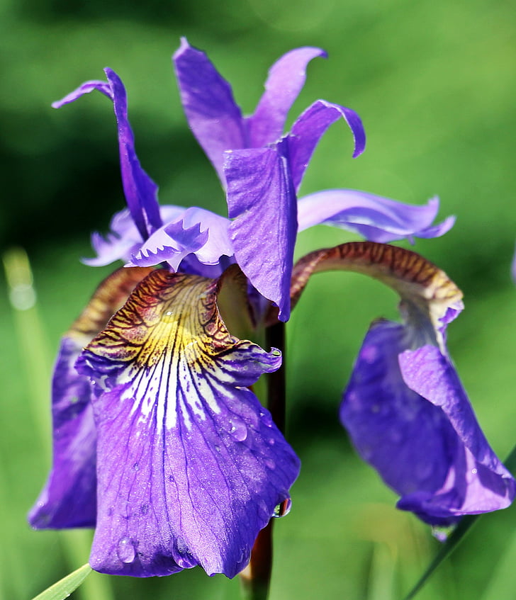 Iris, Blume, Blüte, Bloom, lila Blume, violette Blume, Natur