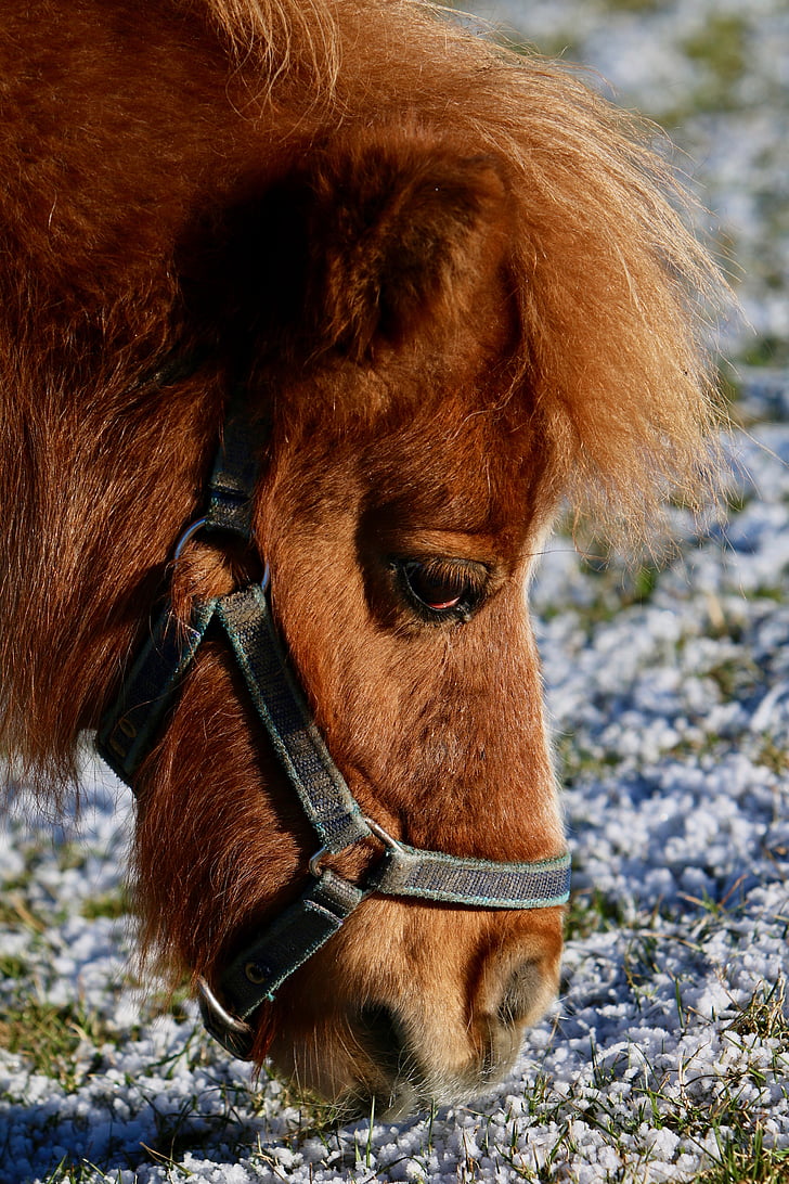 pony, head, pasture, frost, eating, one animal, domestic animals