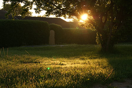 patio trasero, jardín, hierba, destello de lente, salida del sol, puesta de sol, árbol